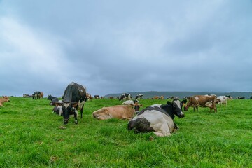 Cows grazing in a field in Knysna, Western Cape, South Africa