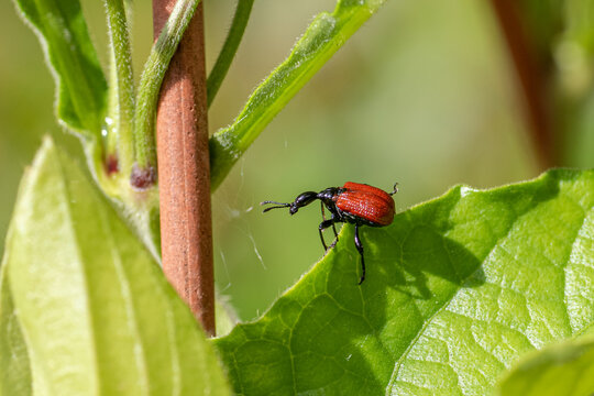 Apoderus coryli
Red beetle