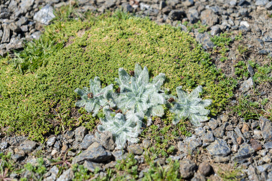 Plantago nivalis is a flowering plant in the family Plantaginaceae.Endemic plant of Sierra Nevada , Granada, Spain that grows exclusively above 3,000 m ,alpine high mountain
