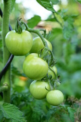 green tomatoes on a vine