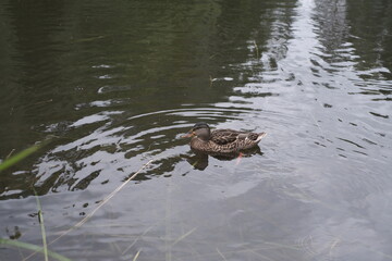 duck in the water