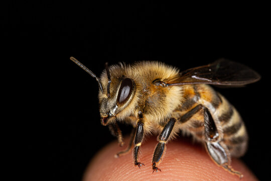 Honey bee on a fingertip.