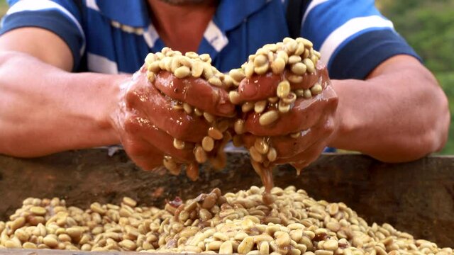 A man checking the fermentation process of coffee beans