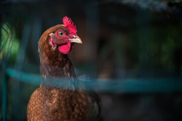  Brown chicken portrait in hen fence