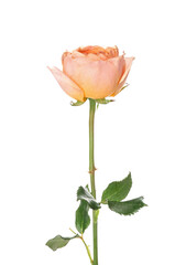Beautiful peony rose on white background