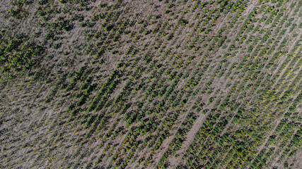Vertical view down on a field of sunflowers in Tatarstan, Russia. Farm fields during a drought.