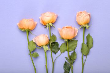 Obraz premium Beautiful peony roses on color background