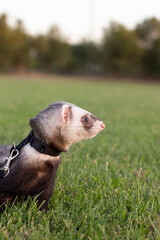 Ferret playing in hollow tree stump trunk garden