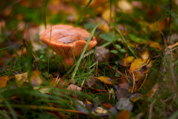 Jesień to pora roku dla grzybiarzy. Lasy pełne są pięknych okazów prawdziwków, koźlaków, podgrzybków, kurek, rydzów i wielu innych grzybów jadalnych. - obrazy, fototapety, plakaty