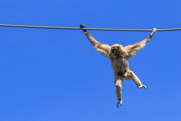 Common gibbon swinging from rope with blue sky in background