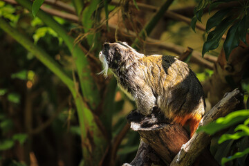 Emperor Tamarin, saguinus imperator among the vegetation of a tropical jungle