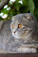 relaxing grey cat on wooden fence with green leaves background