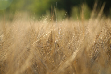 Fototapeta premium wheat field close up