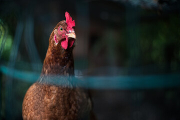  Brown chicken portrait in hen fence