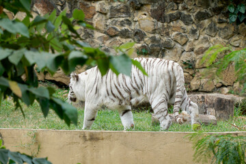 Cali, Colombia; August 07 2021: People enjoy visiting the zoo of Cali, with a lot of birds, tigers, lions, monkeys, bears and butterflies.