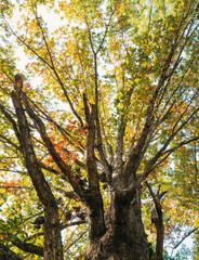 Big late summer tree from underneath