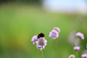 Hummel 