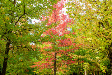 Liquidambar autumn trees
