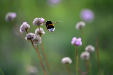 Hummel im Flug 
