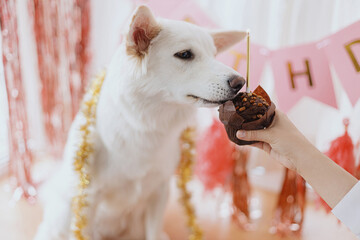 Cute dog tasting yummy birthday cupcake with candle on background of pink garland and decorations. Celebrating adorable white swiss shepherd dog first birthday. Dog birthday party.