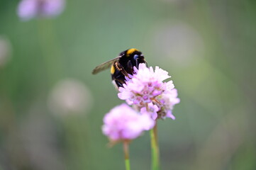 Hummel an Blüte 