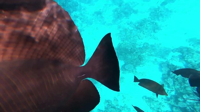 Filming under water. Underwater shooting. Coral reef. The underwater world of fish. Butterfly Fish. Parrot fish. Fish Surgeon. Mullet. Red sea. Ocean. Fire corals.