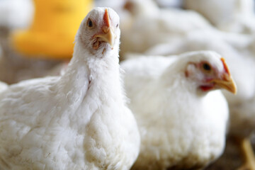 White chicken in a farm © Banar Fil Ardhi/Wirestock
