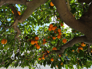 Orangenbaum - 449935266