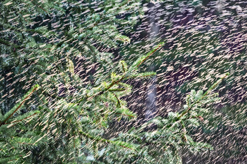 Spruce fir tree branch under a heavy rain shower with waterdrops in the golden rays of the sun in summer. Fresh rainy summer background. Rain and sun.
