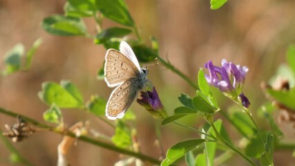 The brown argus butterfly sits on a purple flower folds its proboscis and flies away blurry background