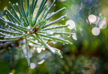 Spruce fir tree branch under a heavy rain shower with waterdrops in the golden rays of the sun in...