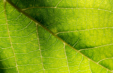 Close up of green leaf with veins abstract texture. Green natural background.