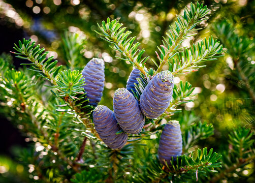 Close-up of young blue cones on the branches of fir Abies koreana or Korean Fir on green garden bokeh background. Selective focus. Beautiful evergreen coniferous ornamental tree.