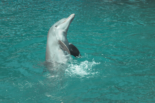 Beautiful dolphin playing and doing tricks in the blue water