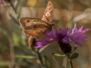 Wonderful Butterfly With Blurred background in Eselsburger Valley Wanderparkplatz
