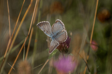 Obraz premium Wonderful Butterfly With Blurred background in Eselsburger Valley Wanderparkplatz