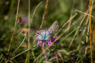 Wonderful Butterfly With Blurred background in Eselsburger Valley Wanderparkplatz