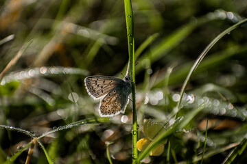 Wonderful Butterfly With Blurred background in Eselsburger Valley Wanderparkplatz
