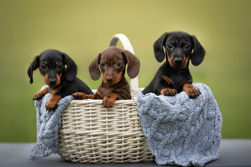 Three little and cute puppies dachshund 