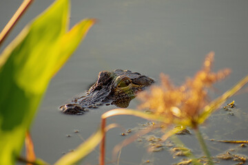 Wild Baby Alligator Peering Out of Water in Florida Lake