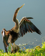 Bird Standing on Rock with Wings Spread Drying and Sunning Itself