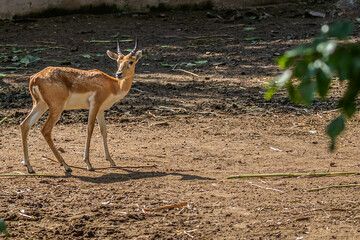 A black buck in field