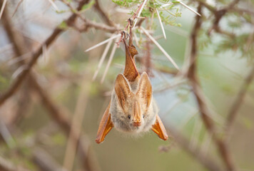 Closeup of a bat, hanging upside down from a very spiny tree in Africa