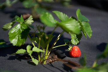 A close-up of a bed with strawberries is covered with a black cloth. High quality photo