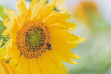 Naklejka premium sunflower