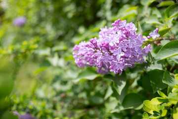 Branches of beautiful blossoming lilac.On a sunny spring day, lilac bushes bloomed in the garden.Purple lilac bush