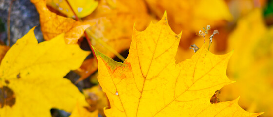 Background autumn leaves. Falling Autumn Maple Leaves Natural Background. Autumn yellow leaves as nature background. Fall season