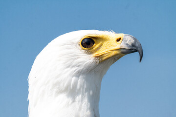 Portrait of an African Fish Eagle
