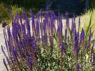 lila flowers of salvia plant in a garden