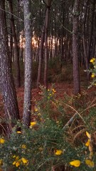 Spring Time in the Woods 